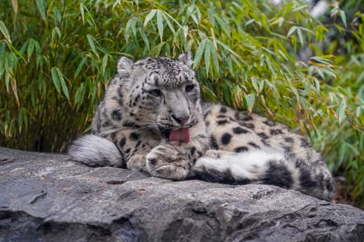 Portrait of a snow leopard, Panthera uncia close up while cleaning paws