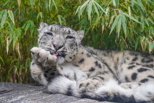 Portrait of a snow leopard, Panthera uncia close up while cleaning paws