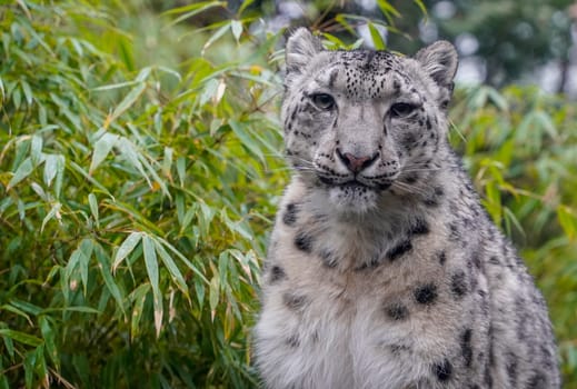 Portrait of a snow leopard, Panthera uncia close up looking at you