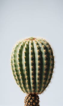 Cactus with yellow flower in pot on white background. Close up