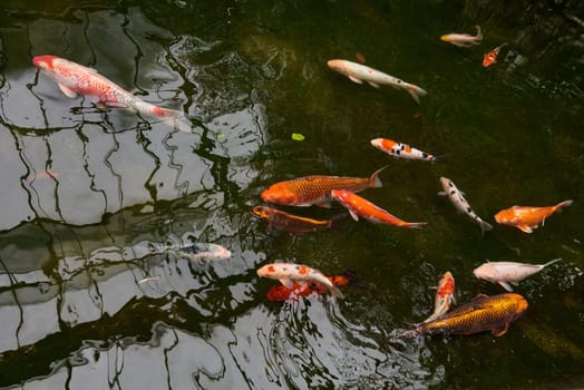 Majestic Japanese Koi Fish Swimming in Pond at Greenhouse. Japanese Carp Gracefully Gliding in Greenhouse Pond. Tranquil Japanese Koi Fish Pond in Greenhouse Oasis. Exotic Japanese Koi Fish in Ornamental Greenhouse Pond. Vibrant Japanese Koi Fish Swimming in Greenhouse Pond