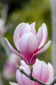 Magnolia Sulanjana flowers with petals in the spring season. the beautiful pink magnolia flowers in spring, selective focusing.