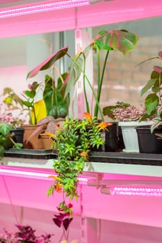 Growing flower seedlings indoors under full spectrum LED lighting. Plants are standing on shelves.