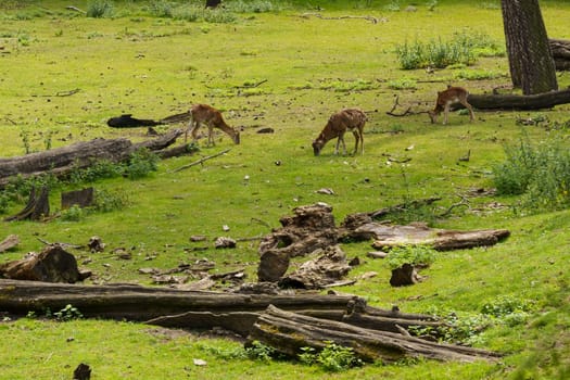 A group of deer feed on the fresh green grass in a tranquil forest clearing, surrounded by fallen trees and lush foliage.