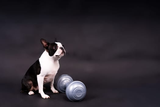 Boston terrier dog with dumbbell isolated on a black background