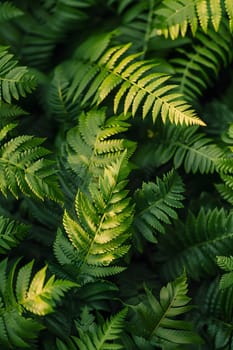 A closeup of lush green fern leaves, a terrestrial plant commonly found in forests. Ferns are a type of groundcover in temperate broadleaf and mixed forests, adding to the natural landscape