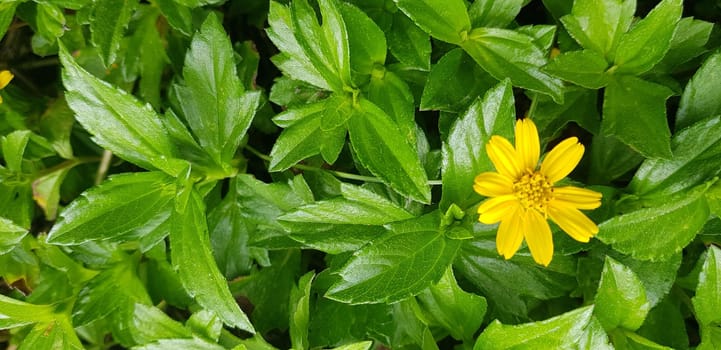 Beautiful yellow flower Indian Daisy or Indian summer or Rudbeckia hirta or Black-Eyed Susan or Bay Biscayne creeping-oxeye or Sphagneticola trilobata