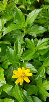 Beautiful yellow flower Indian Daisy or Indian summer or Rudbeckia hirta or Black-Eyed Susan or Bay Biscayne creeping-oxeye or Sphagneticola trilobata