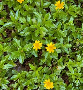 Beautiful yellow flower Indian Daisy or Indian summer or Rudbeckia hirta or Black-Eyed Susan or Bay Biscayne creeping-oxeye or Sphagneticola trilobata