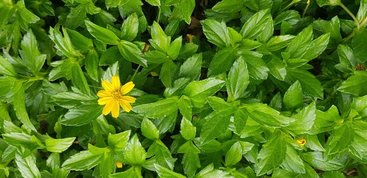 Beautiful yellow flower Indian Daisy or Indian summer or Rudbeckia hirta or Black-Eyed Susan or Bay Biscayne creeping-oxeye or Sphagneticola trilobata