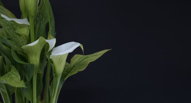 White calla lilies with a green leaves contrasting with the dark background, free copy space for text