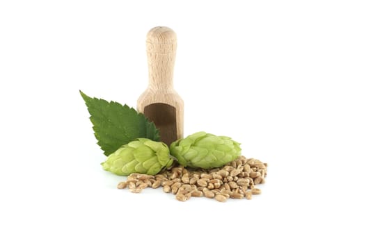Fresh green hops cones and wooden scoop filled with grains isolated on white background, beer brewing ingredients