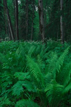 Fern leaves in the summer forest