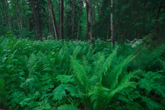 Fern leaves in the summer forest