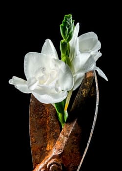 Creative still life with old rusty metal tool and white freesia flower on a black background