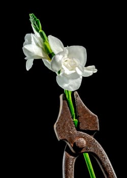 Creative still life with old rusty metal tool and white freesia flower on a black background