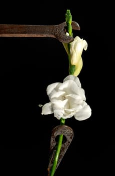 Creative still life with old rusty metal tool and white freesia flower on a black background