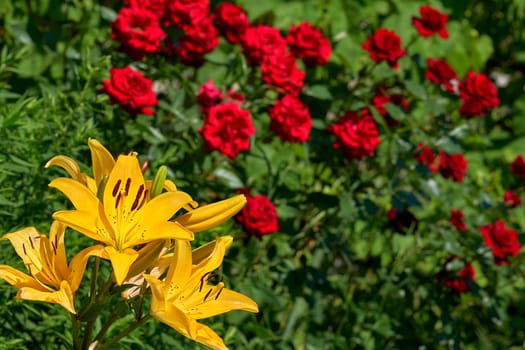 a lily that bears large yellow, red, or orange flowers