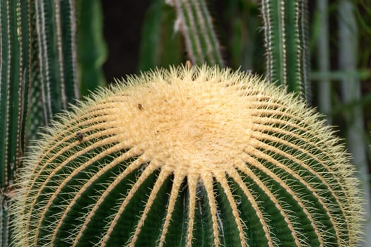 thorn cactus texture background, close up. Golden barrel cactus, golden ball or mother-in-law's cushion Echinocactus grusonii is a species of barrel cactus which is endemic to east-central Mexico.