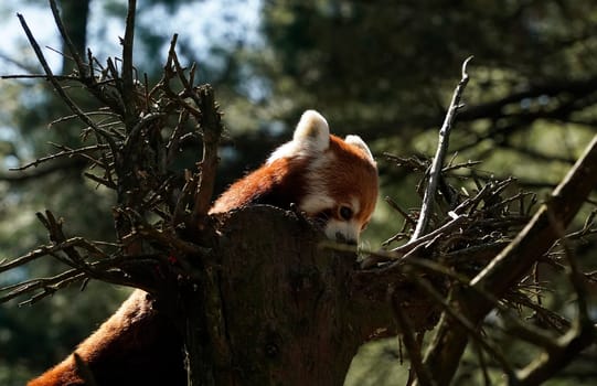 Red panda close up portrait look at you