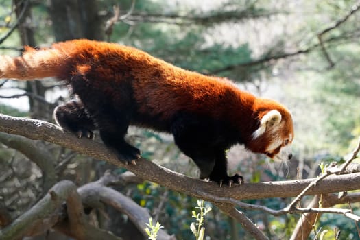 Red panda close up portrait look at you