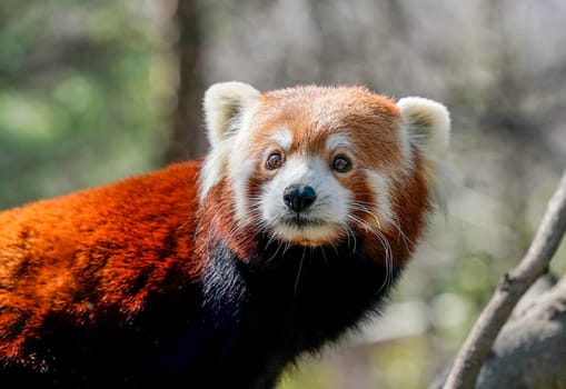 Red panda close up portrait look at you