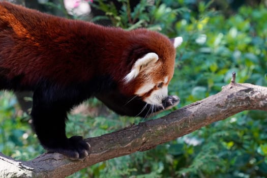 Red panda close up portrait look at you