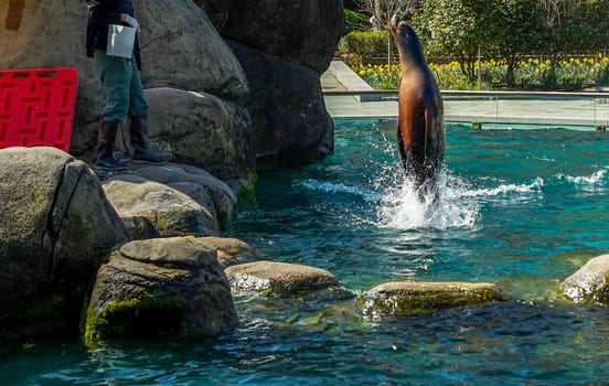 A Sea Lion in Central Park Zoo, New York City