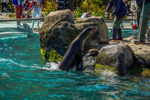 A Sea Lion in Central Park Zoo, New York City