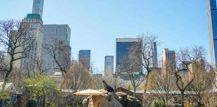 A Sea Lion in Central Park Zoo, New York City