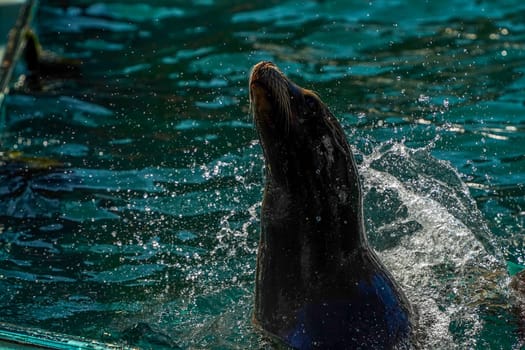 A Sea Lion in Central Park Zoo, New York City