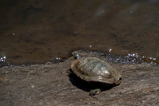 turtle living in a pond in Central park in New York city USA