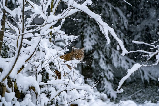 hunting Eurasian Lynx walking, wild cat in the forest with snow. Wildlife scene from winter nature. Cute big cat in habitat, cold condition.