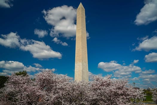 Cherry blossom in washington dc United States of America