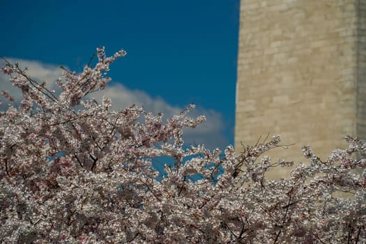 Cherry blossom in washington dc United States of America