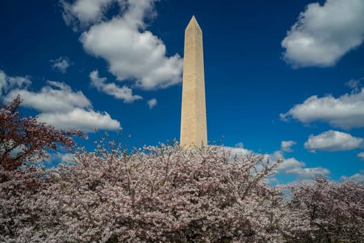 Cherry blossom in washington dc United States of America