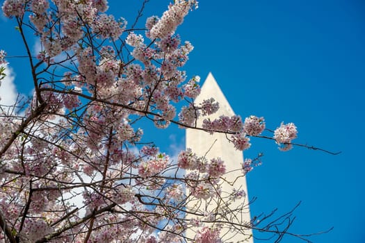 Cherry blossom in washington dc United States of America