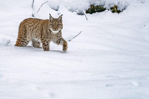 hunting Eurasian Lynx walking, wild cat in the forest with snow. Wildlife scene from winter nature. Cute big cat in habitat, cold condition.