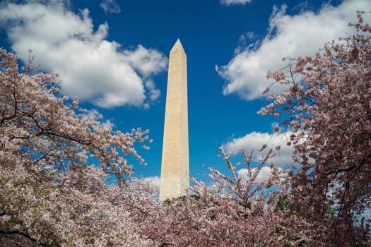 Cherry blossom in washington dc United States of America