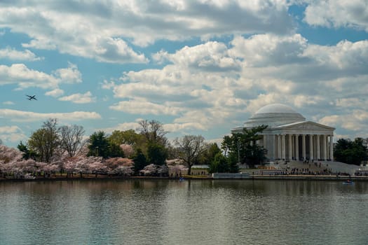 Cherry blossom in washington dc United States of America