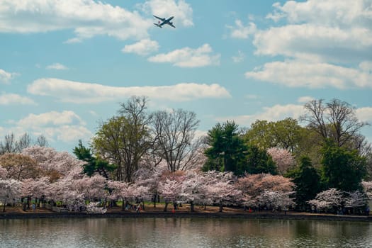 Cherry blossom in washington dc United States of America