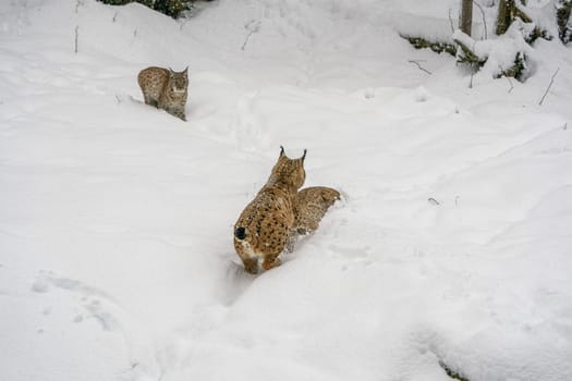 hunting Eurasian Lynx walking, wild cat in the forest with snow. Wildlife scene from winter nature. Cute big cat in habitat, cold condition.