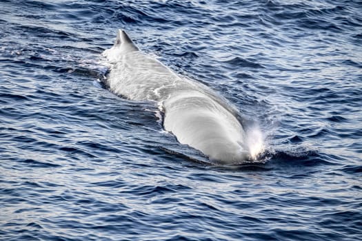 Sperm Whale while blowing at sunset close up