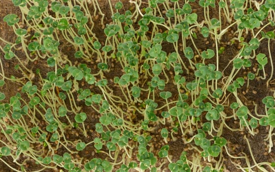 Green chia sprouts, top view of microgreens, close up