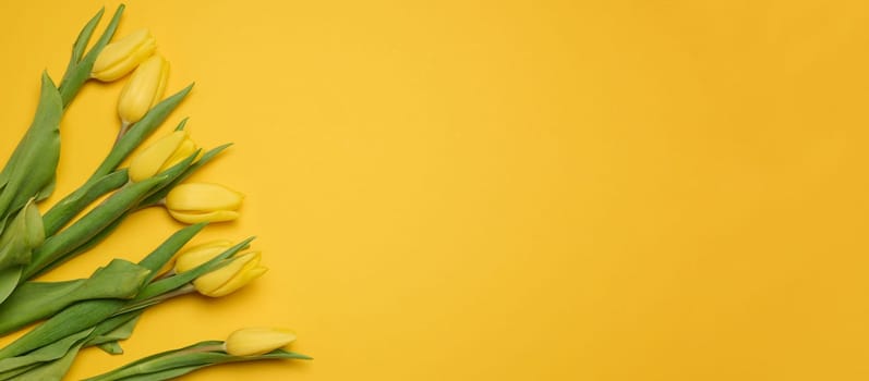 Bouquet of blooming yellow tulips with green leaves on a yellow background, top view. Copy space