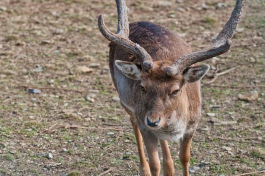 Male Roe Mule Deer while looking at you