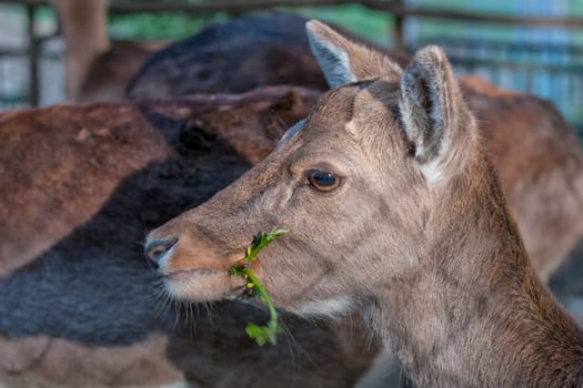 Female Roe Mule Deer while eating grass