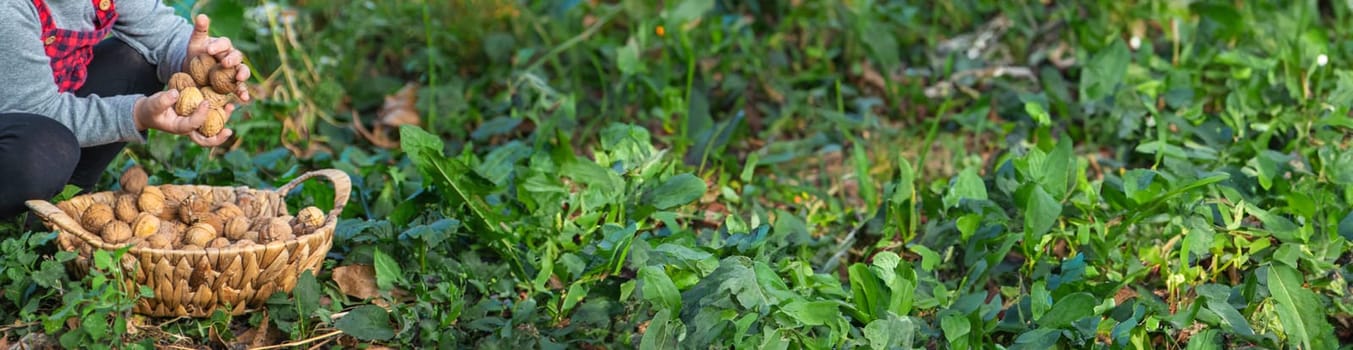 A child harvests nuts in the garden. Selective focus. Food.