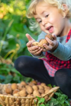 A child harvests nuts in the garden. Selective focus. Food.