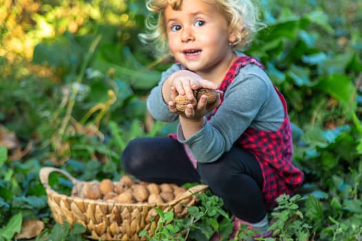 A child harvests nuts in the garden. Selective focus. Food.